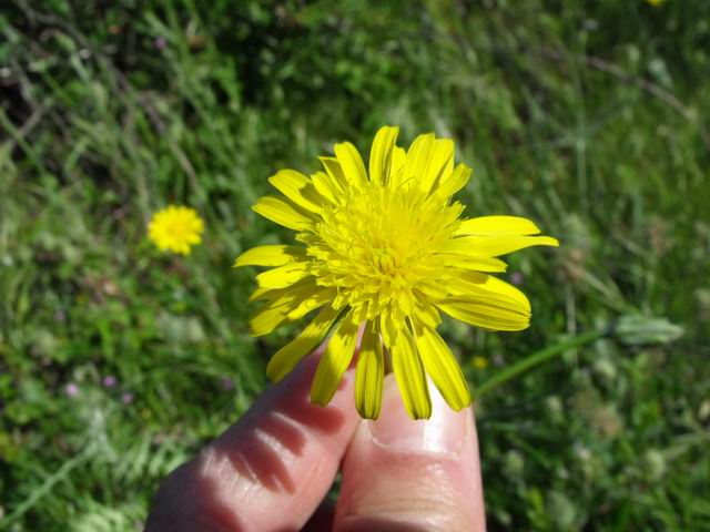 Scorzonera laciniata (=Podospermum laciniatum) / Scorzonera sbrindellata